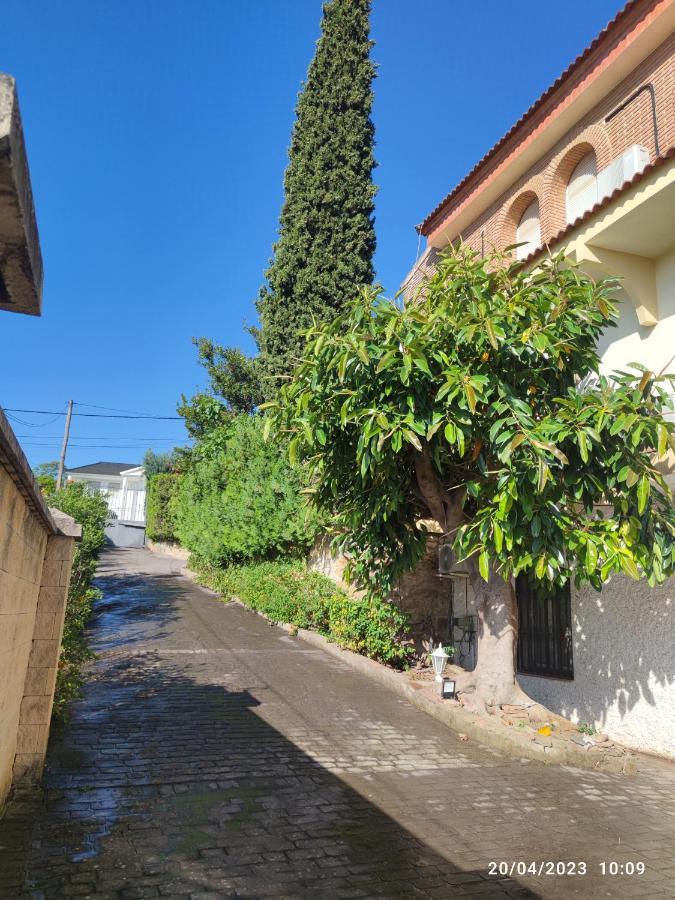 Cipreses Córdoba